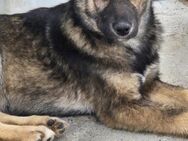 Kl.Handicap- BONNIE sucht Zuhause - Neuberg