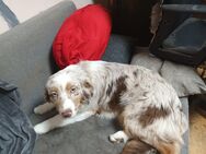 Australian Shepherd Welpen o. Papiere - Langenaltheim