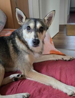 Yowsa wartet auf PS in Hamburg! - Rosengarten (Niedersachsen)