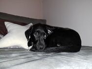 Suche neues Zuhause - Detmold