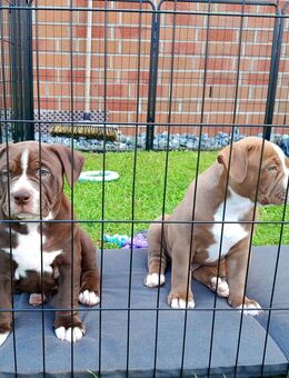 Alternativ Bulldog Rüden (OEB) mit Ahnentafel - Neustadt-Glewe