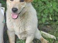 FRITZI sucht für-immer Zuhause - München