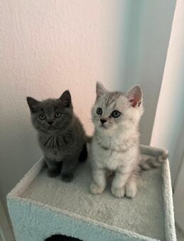 BKH Kitten - Bernau (Berlin)