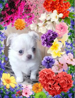 Chihuahua Welpen reinrassig, langhaar - Dobbertin