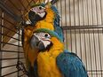 Gelbbrustara ara papagei Paar in 86609