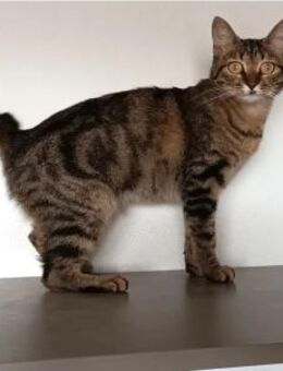 Reina-sozial, menschenbezogen & gutmütig - Wilhelmsfeld