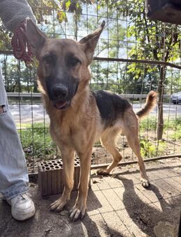 Missy - eine Schönheit zum Verlieben - Köln