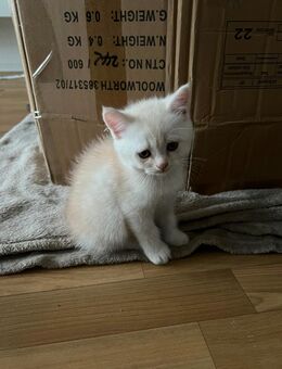 Katze Kitten in guten Händen abzugeben - Münster