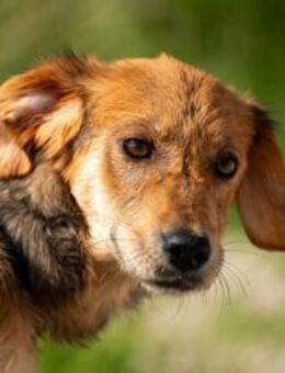 Aimi junge Hündin zählt auf dich ❤ - München