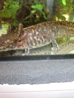 Querzahnmolche Ambystoma Andersoni - Nehren (Baden-Württemberg)