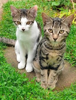 BKH Mix Kitten - Ölbronn-Dürrn