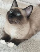 Heilige Birma in 51465