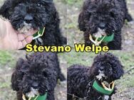 Stevano ist ein verspielter,agiler Welpe - Schafflund