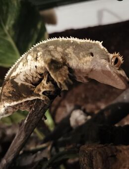 Kronengecko (0.1) – Correlophus ciliatus Weibchen abzugeben - Barnstorf