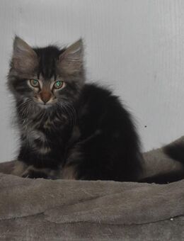 Katzenkinder suchen ihr für immer zuhause - Hohenstadt