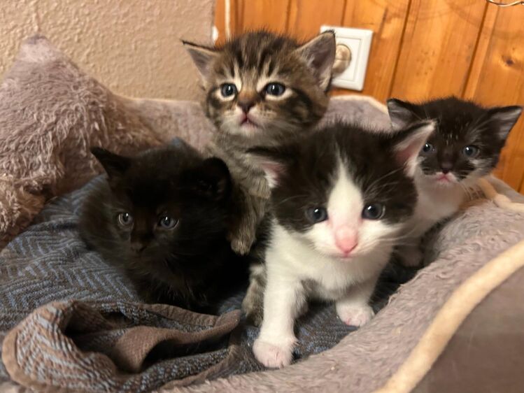 babykatzen | markt.de Kleinanzeige