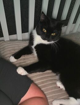 Mischa sucht neues zu Hause - Kassel