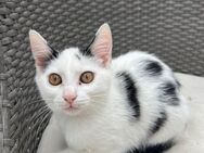 2 junge Katzen zu verkaufen - Kraichtal Zentrum