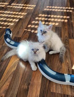 Heilige Birma Kitten Katzenbabies - Obernbreit