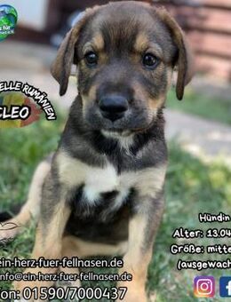 CLEO - ein Herz auf vier Beinen - Waakirchen