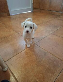 Timmy - sucht seine eigene Familie - Höchst (Odenwald)