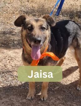 JAISA, w., kastr., SH-Mix, ca. 55 cm - Sipplingen