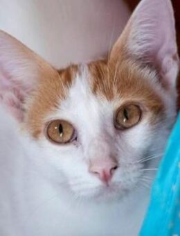 Mochi & Minikinder - beste Freunde - Bad Camberg