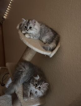 BLH kitten (weiblich) - Stuttgart