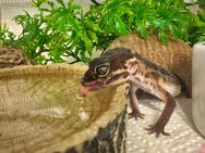 Not Verkauf Leopardengeckos - Waiblingen