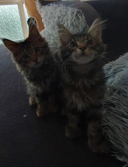 Xxl maine coon babys - Gerolstein