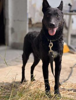 Jelena Schönheit sucht ein Zuhause - Berlin