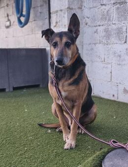 Katar, ruhige Schäfer-Nase - Geilenkirchen