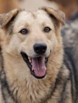 Traumhund Flinn wartet auf deine Anfrage - Hamburg