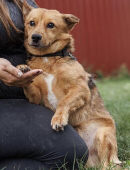 🧡 RÓKA Sanfter Schatz sucht Sicherhei - Kassel