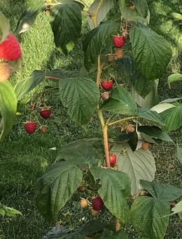 Herbsthimbeere, Himbeeren im Herbst genießen! - Kaltenkirchen