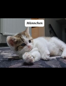 BKH Kitten - Köln