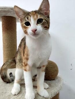 Zutrauliche verschmuste HANA sucht ♥️ - München