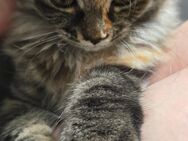 Maine coon kitten Katze - Heringsdorf (Mecklenburg-Vorpommern)