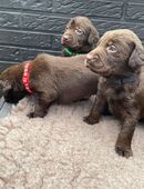 Labrador welpen shokobraun in 49824
