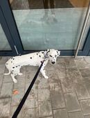 Dalmatiner Hündin in 74564