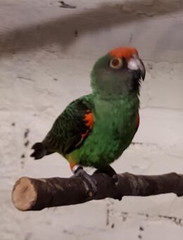 Paar Grüner Kongopapagei Poicephalus gulielmi gulielmi - Arnstadt