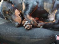 Dachshund - Ensdorf (Bayern)