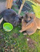 Kastierte ZwergKaninchen in 75433