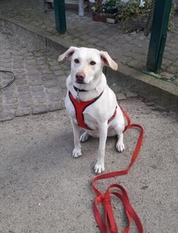 Hübsche Labrador Mix Hündin - Mannheim