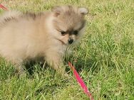 Pomeranian Hündin - Lübeck