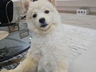 Pomerian Zwergspitz "Prinz" sucht Zuhause - Hanau (Brüder-Grimm-Stadt)