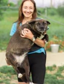 ruhige Vesta sucht liebevolles Zuhause - München