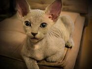 Blaue Sphynx Katze ( w ) Kitten - Bernau (Berlin)