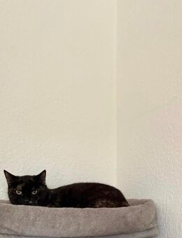 Liebevolle katze sucht neues zuhause - Viersen Zentrum