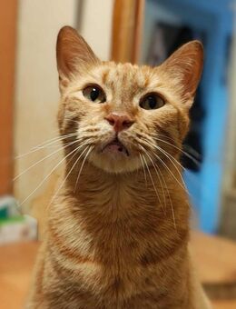 Katze VIKA möchte endlich ankommen! - Augsburg